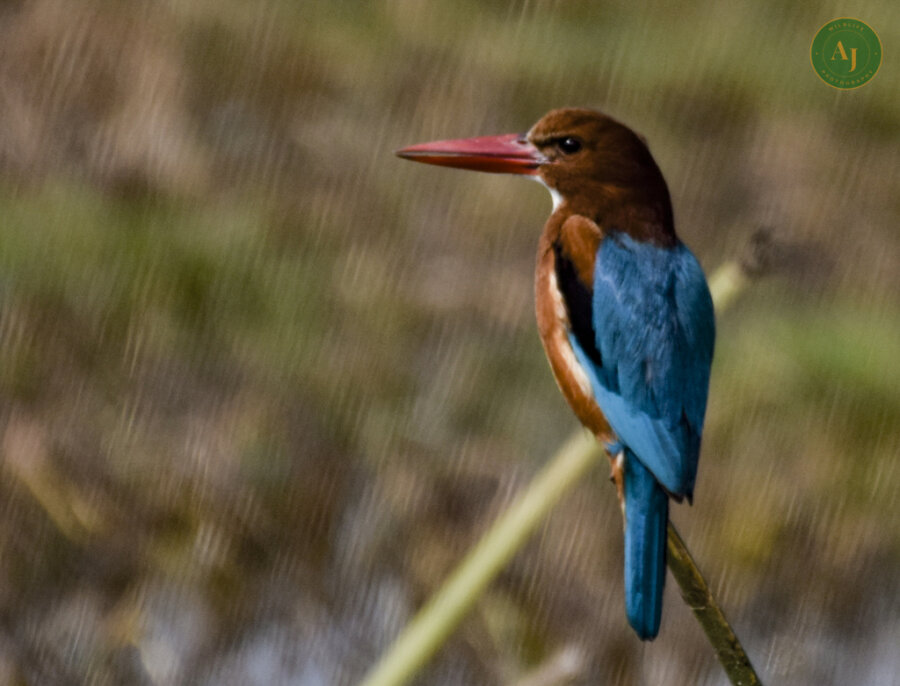 Rajaji Nation Park