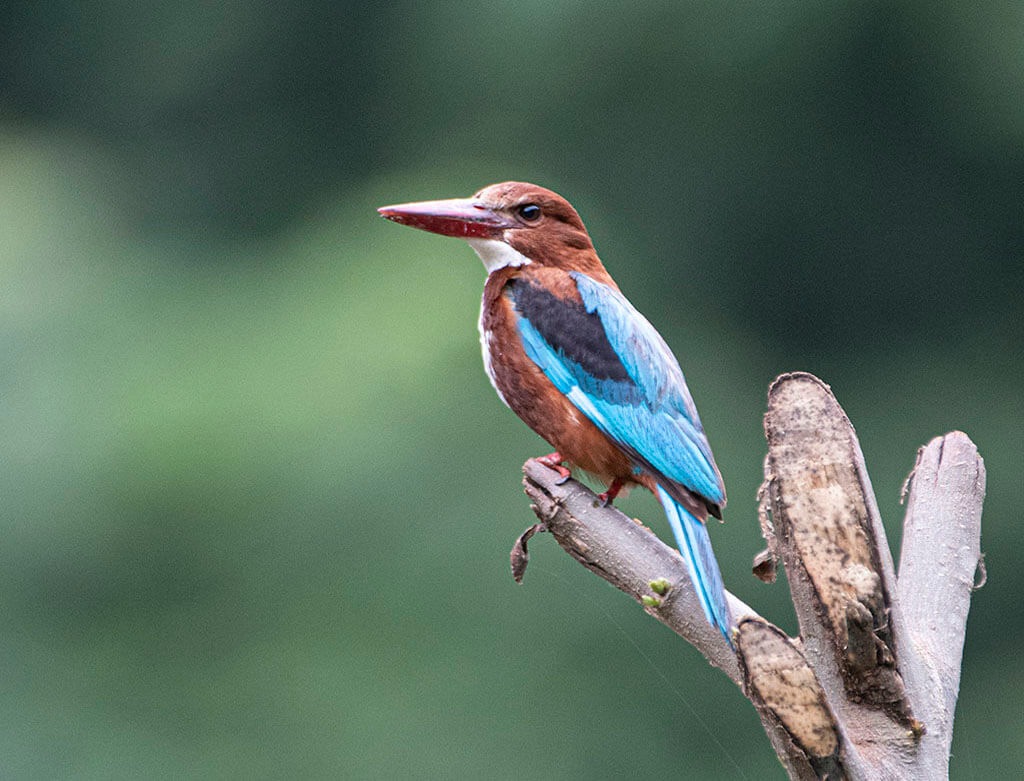 Kevaladev Bird Sanctuary Bharatpur